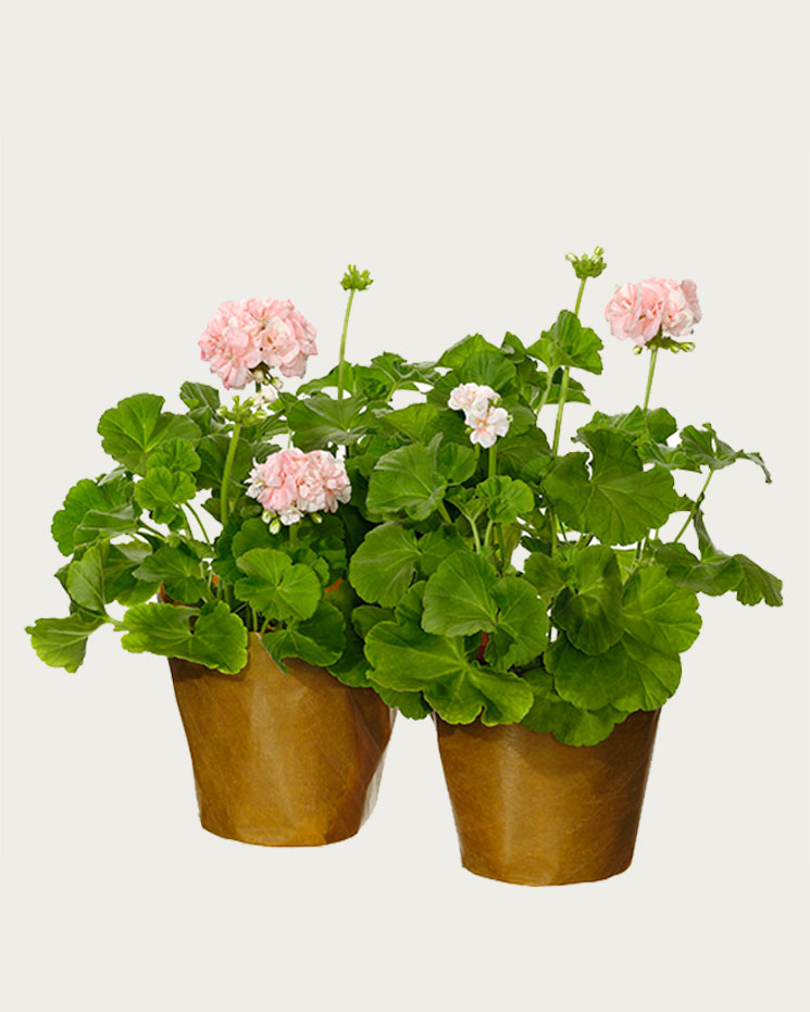 Två fina rosa pelargoner, här i rosa. Levereras i vaxat- eller silkespapper. Skicka blommorna med ett bud från Interflora!