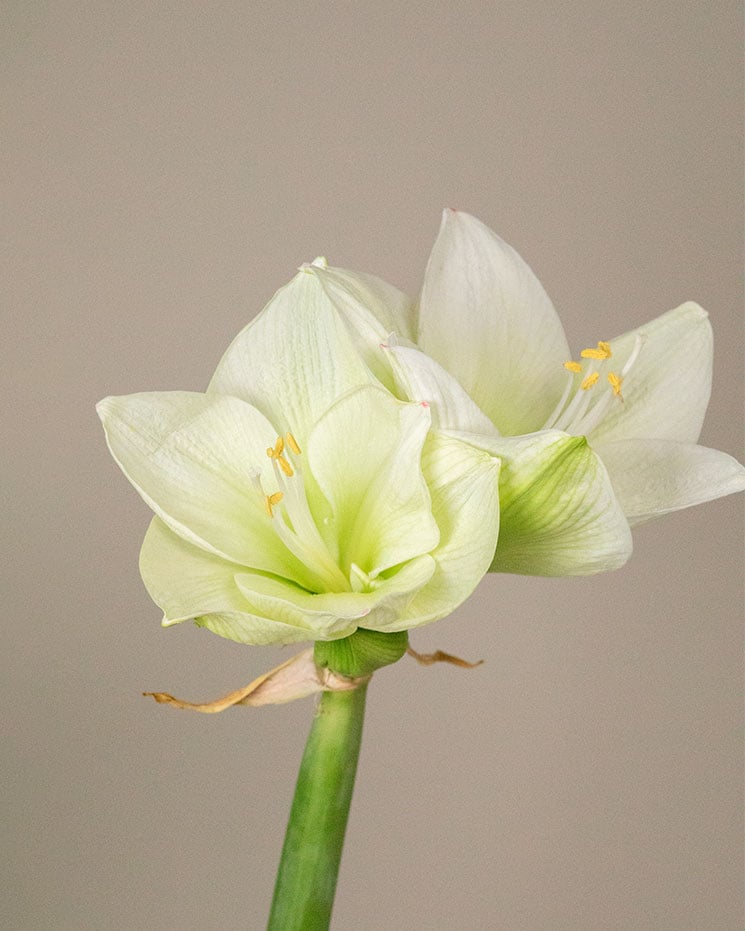 Amaryllis, vit från Interflora