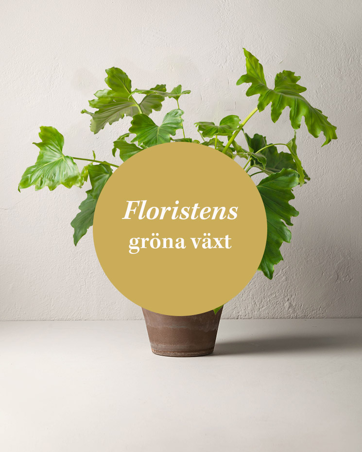 Floristens val - grön växt. Den lokala floristen väljer en frodig, grön växt till ditt blommogram. Växtsorter kan variera under olika säsonger och i olika blomsterbutiker.