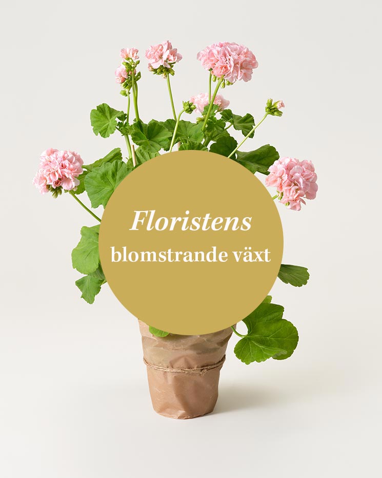 Floristens val - blomstrande växt. Den lokala floristen väljer en fin blomstrande växt ur sortimentet. Sort kan variera under olika säsonger och i olika blomsterbutiker.