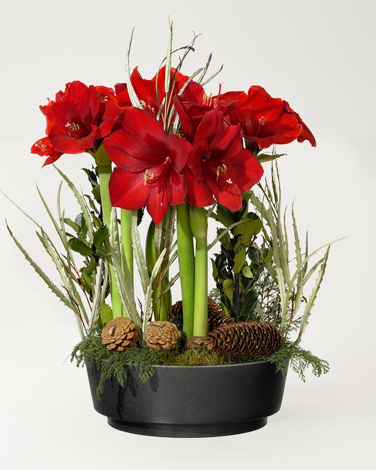 Klassisk julgrupp lyx med röd amaryllis Skicka julblommor Interflora