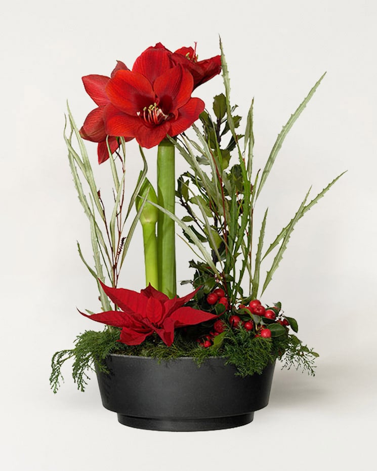 Klassisk Julgrupp Med Röd Amaryllis | Skicka Julblommor | Interflora