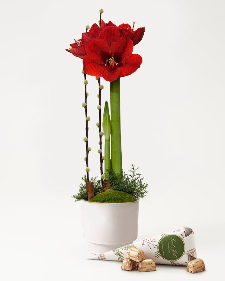 Amaryllis  Inredning, Blommor, Interiör