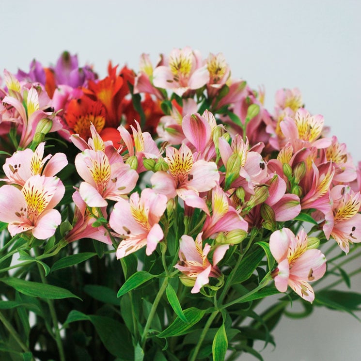 Alstroemeria outlet