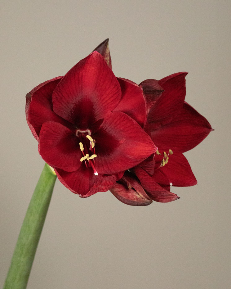 Amaryllis, vinröd från Interflora