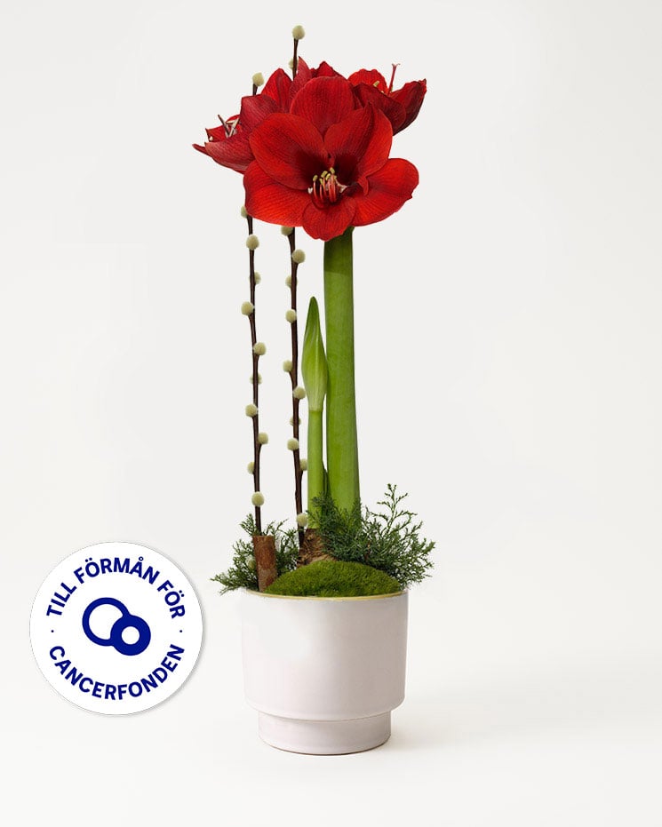 Julamaryllis Hopp från Interflora